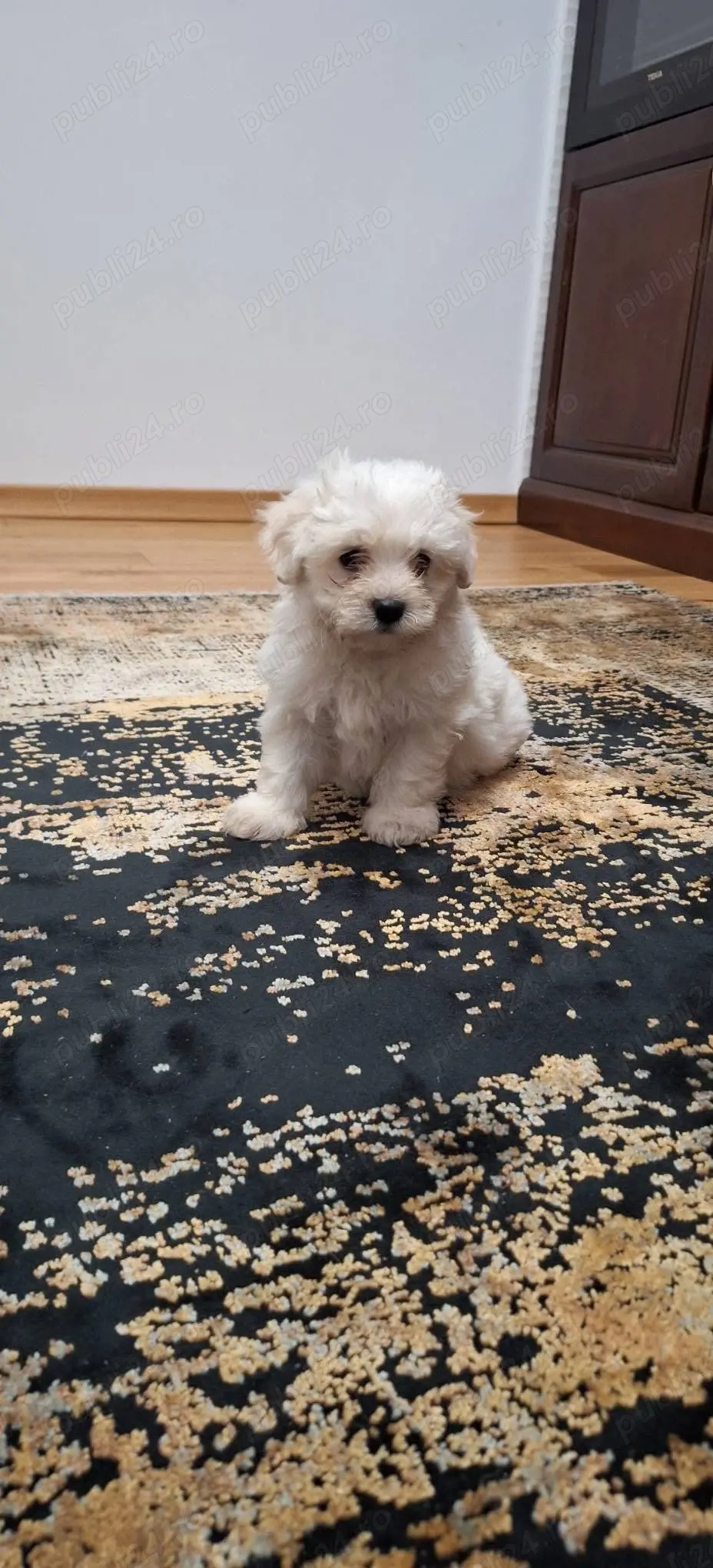 Bichon Maltez talie mica 