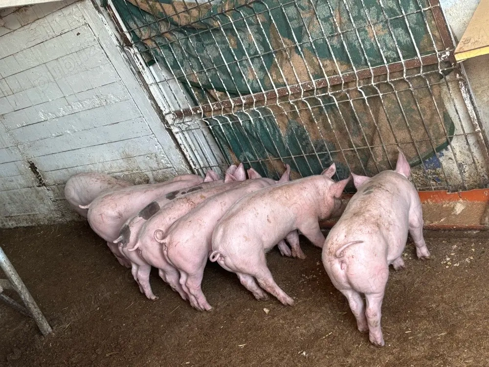 Vand purcei de 7 saptamani