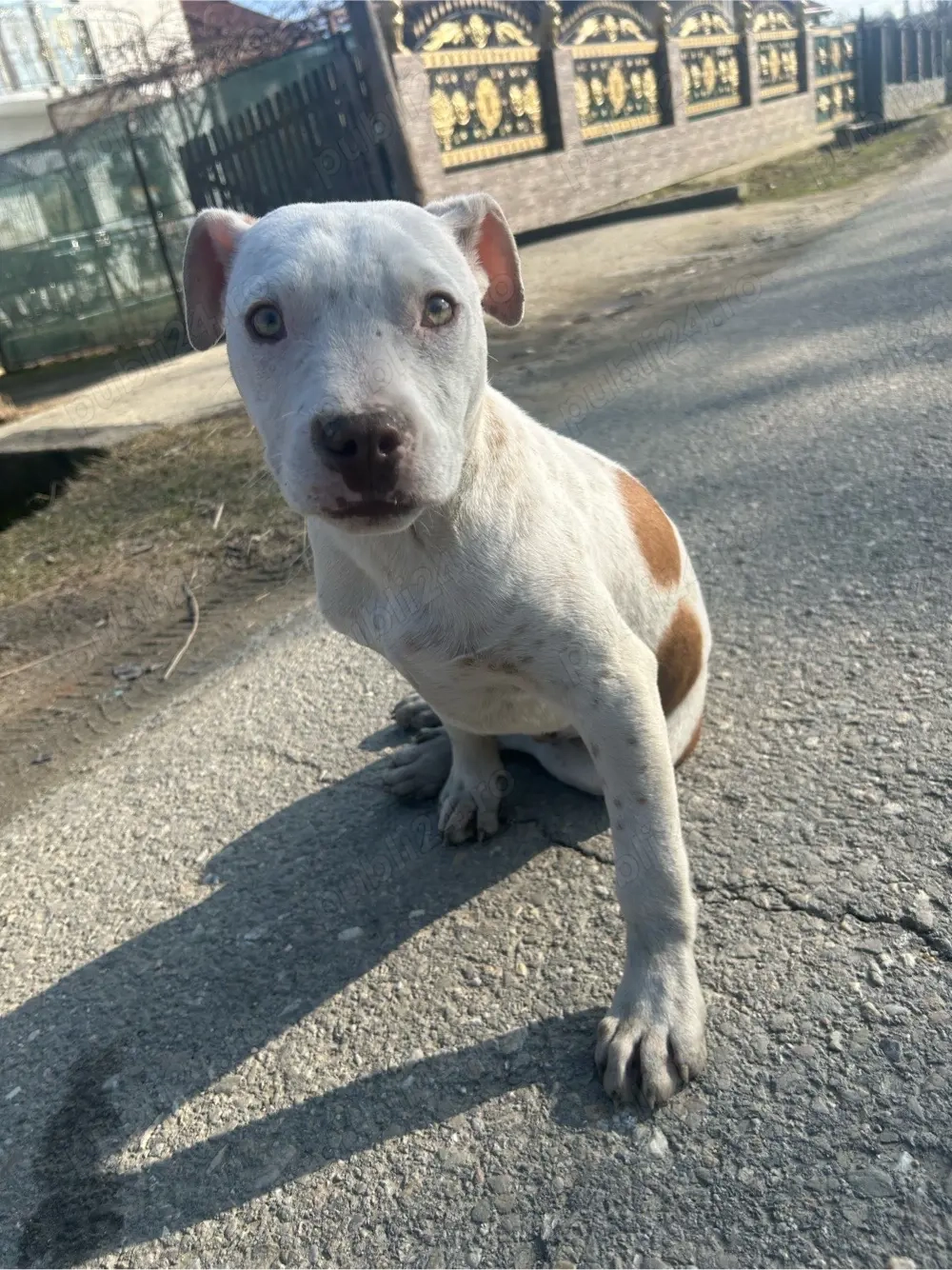 catel amstaf cesi cauta stapaîn 