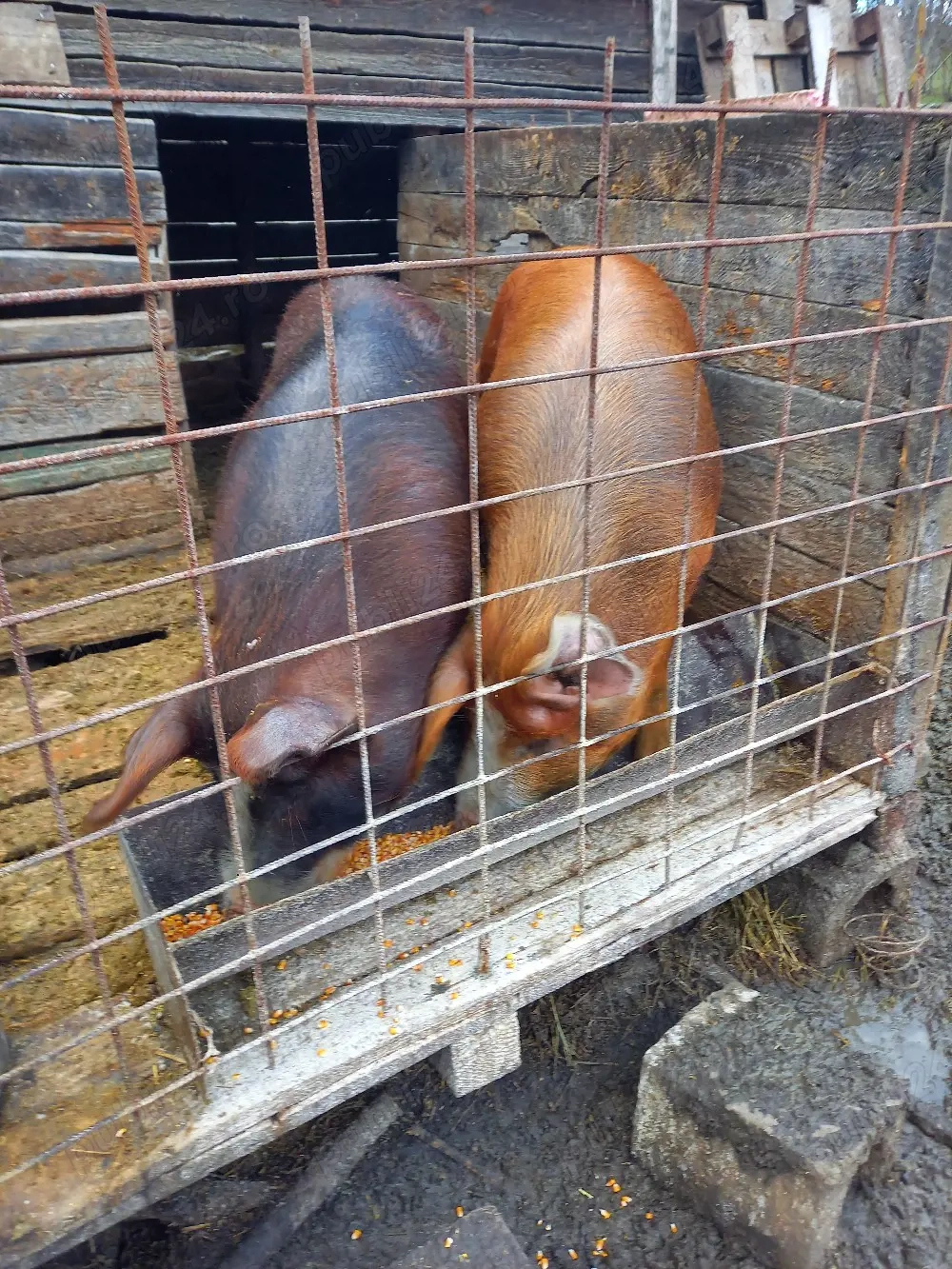 porci de vanzare 100-130 kg