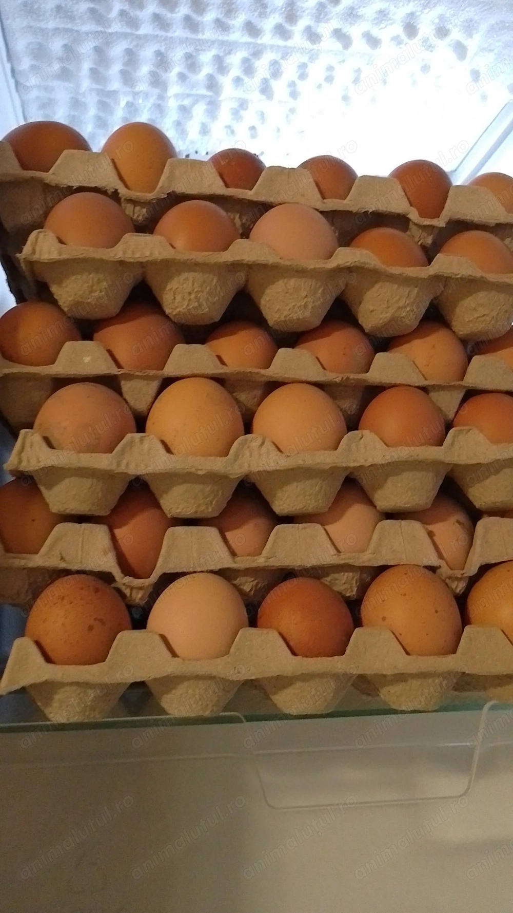 Ouă de casă de vînzare! 1,5 lei bucata!