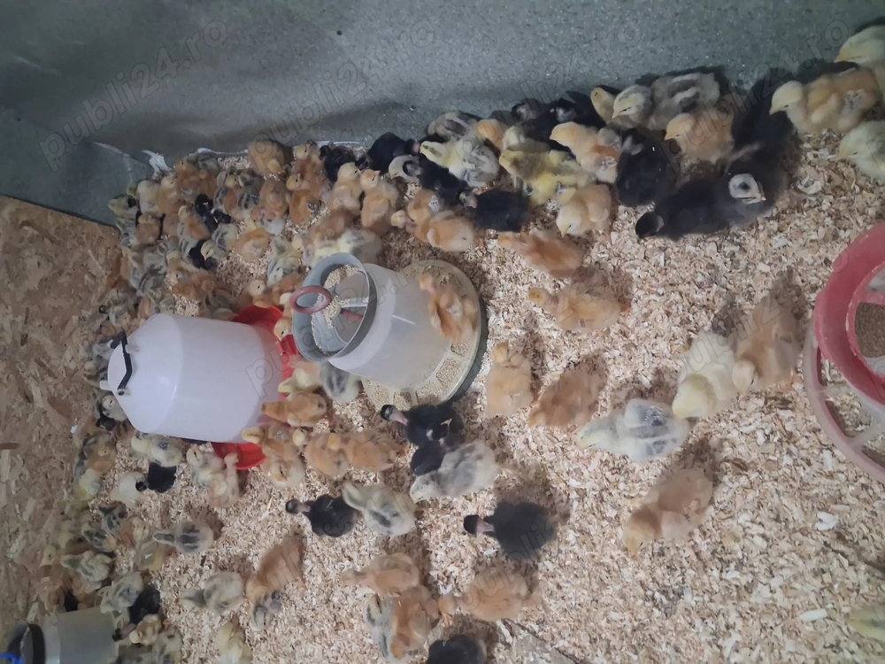 Pui de rasa mixta,kabir,de oua