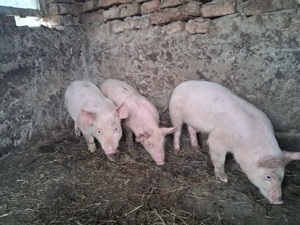 porci de vanzare 