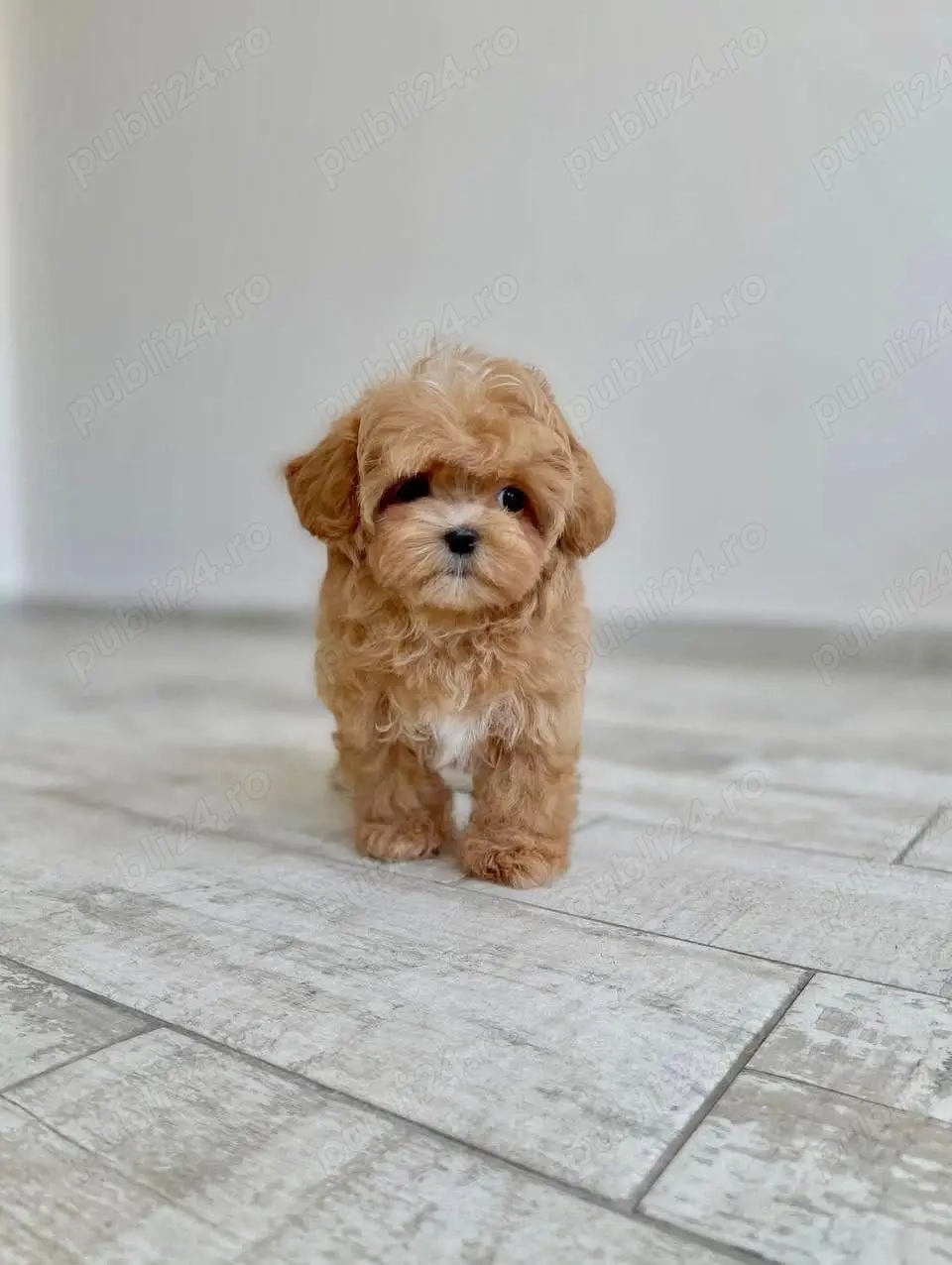 Maltipoo Mini Toy