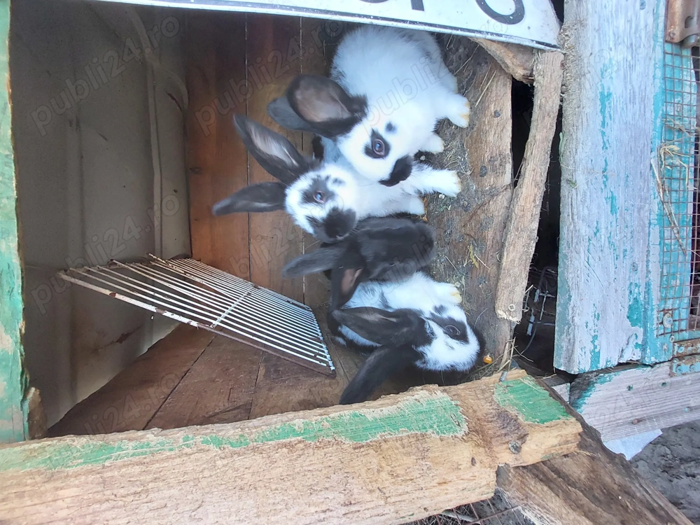 Iepurași fluture german 