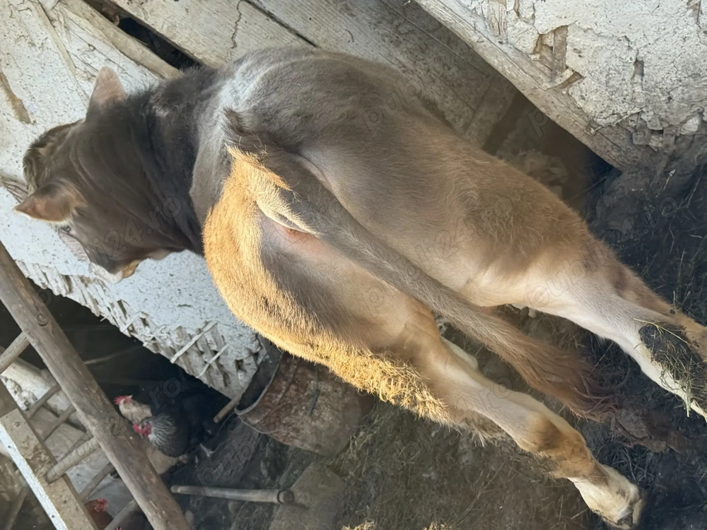 Vând Taur bun demonta 