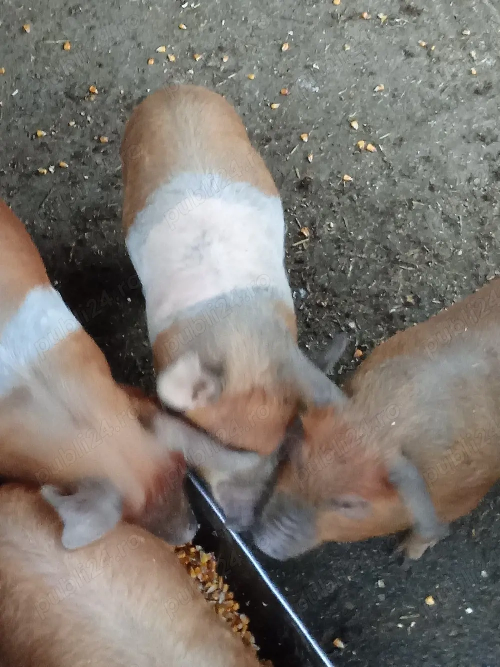 vînzare purcei de 10 