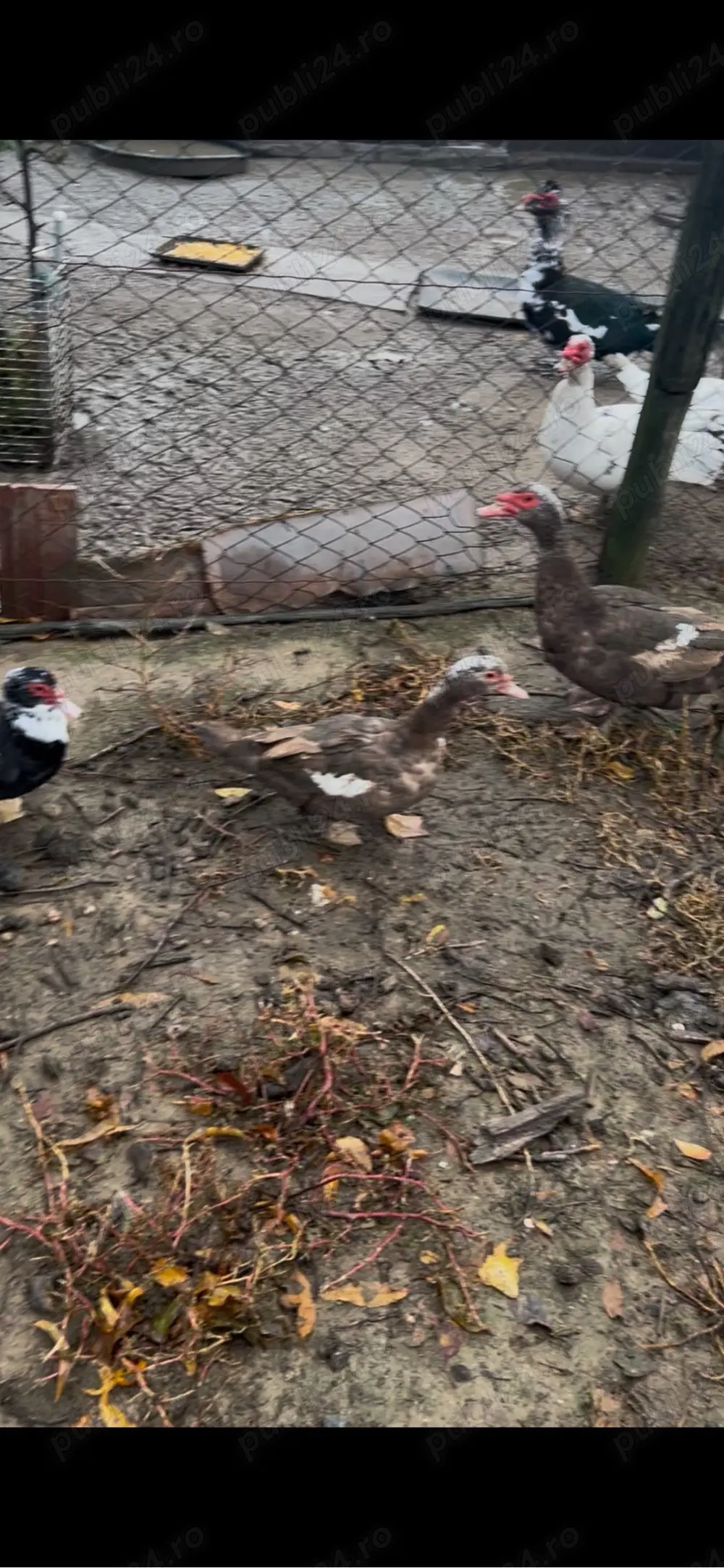 rate lesesti de vanzare 