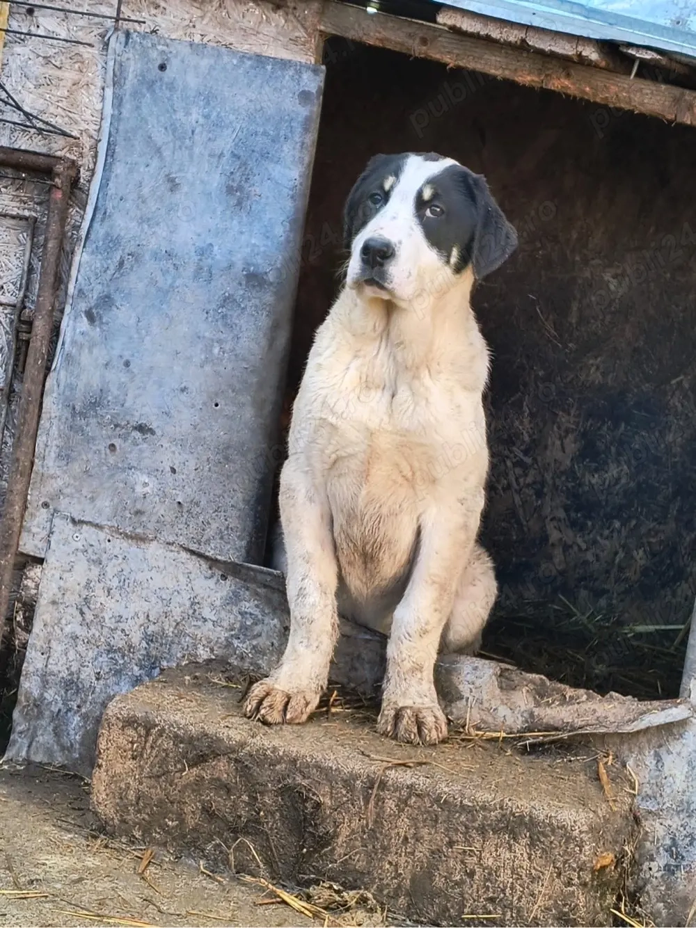 catei ciobanesti de asia centrala 