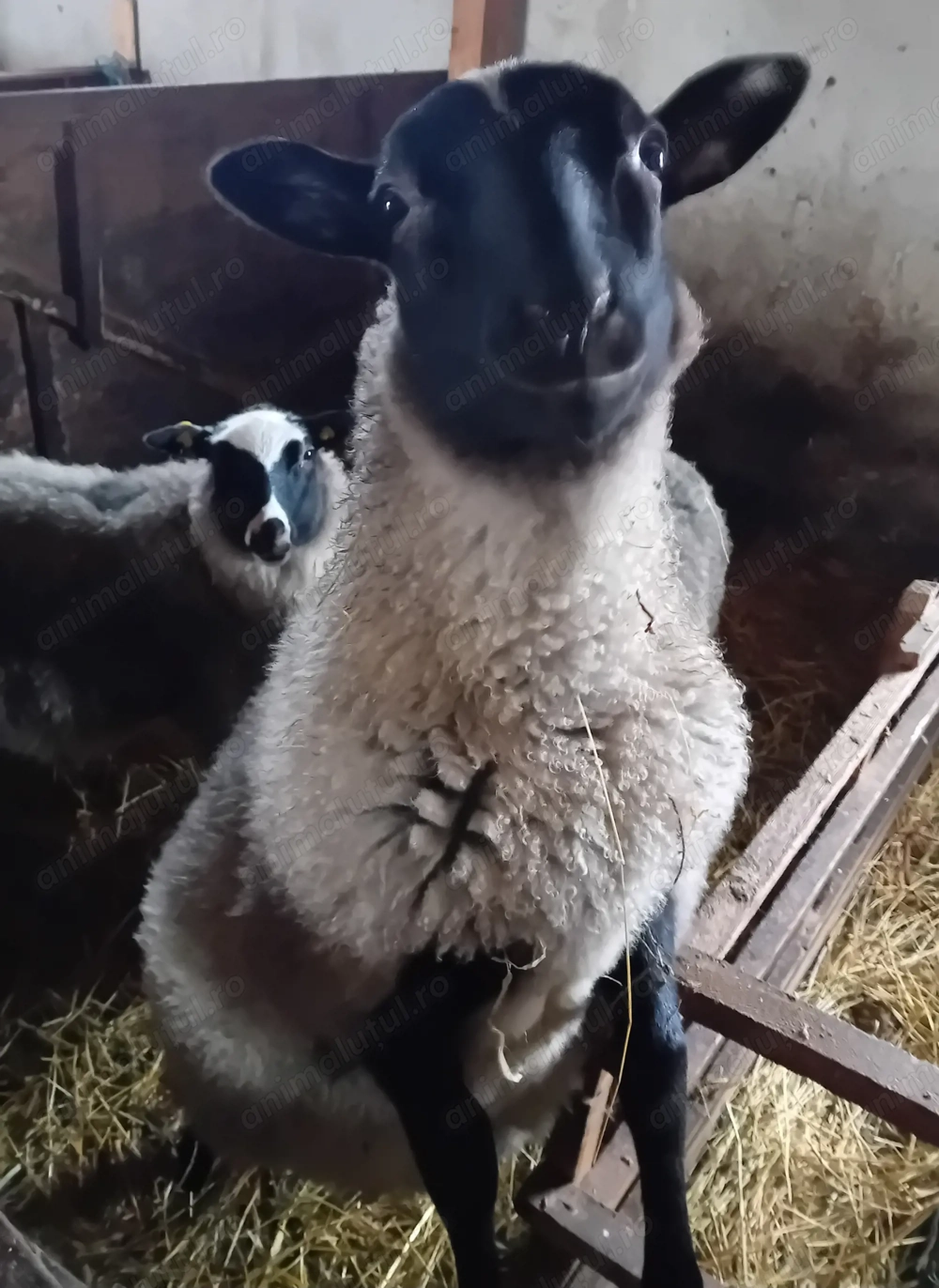 Vand doi miei Romanov pentru carne