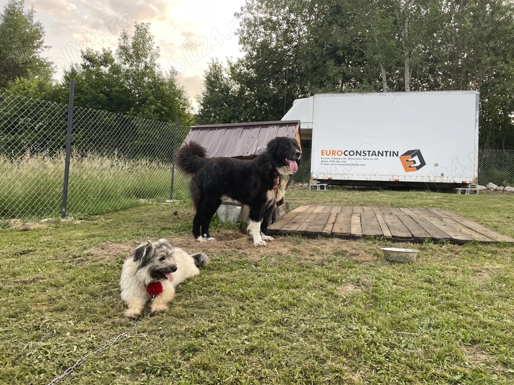 Vând Ciobănesc Romanesc Corb 