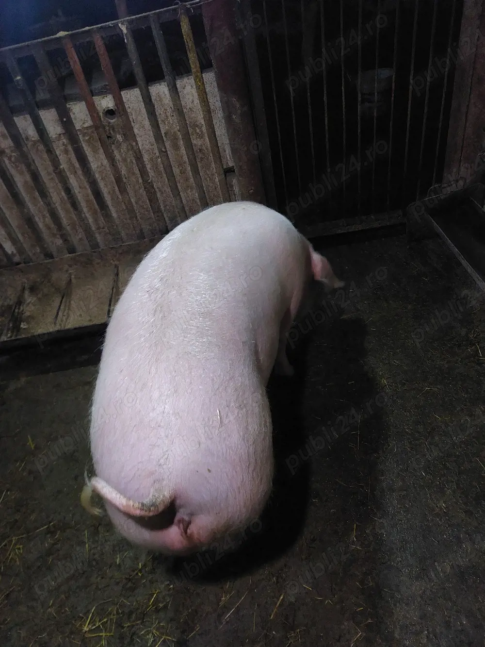 vand scroafa gestanta in o lună jumatate