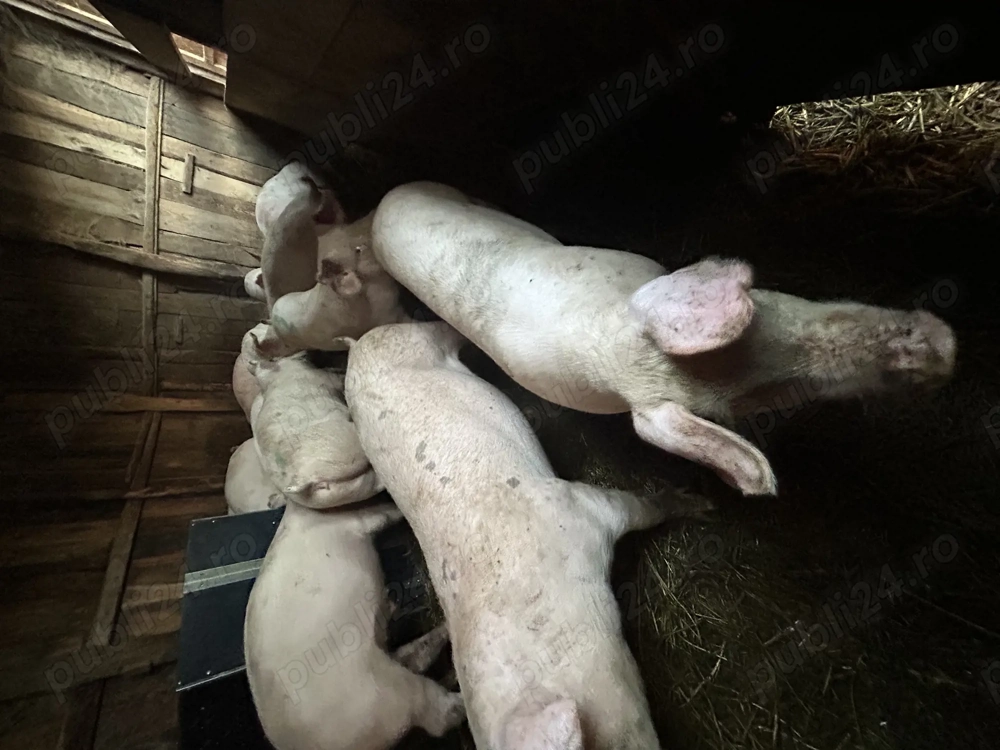 Vând purcei și porci mari 