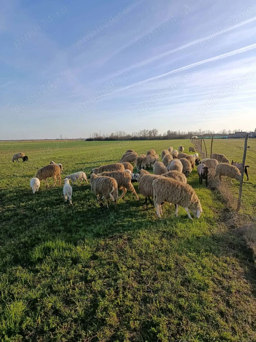 Oi de vanzare    cu tot cu miei                         