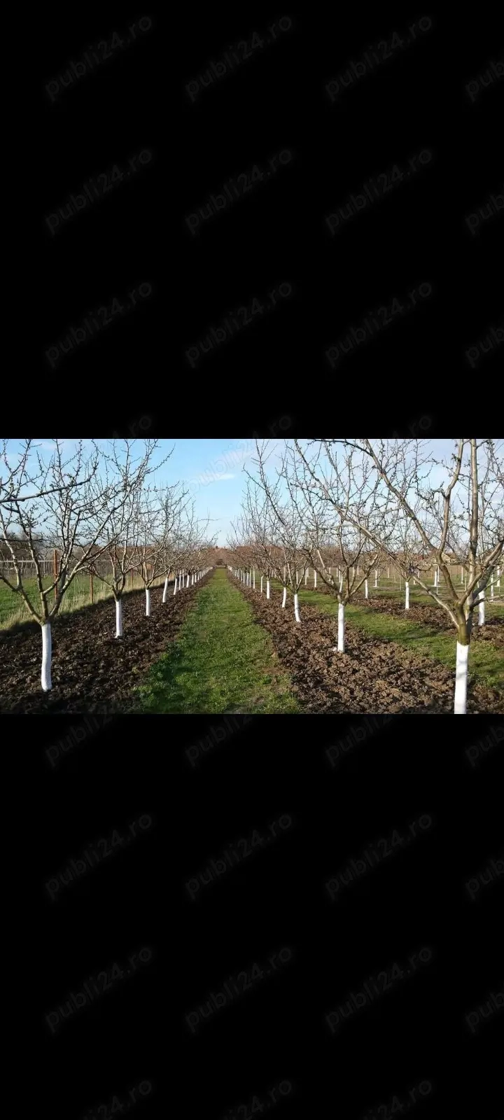 tăieri pomi fructiferi și vița de vie 