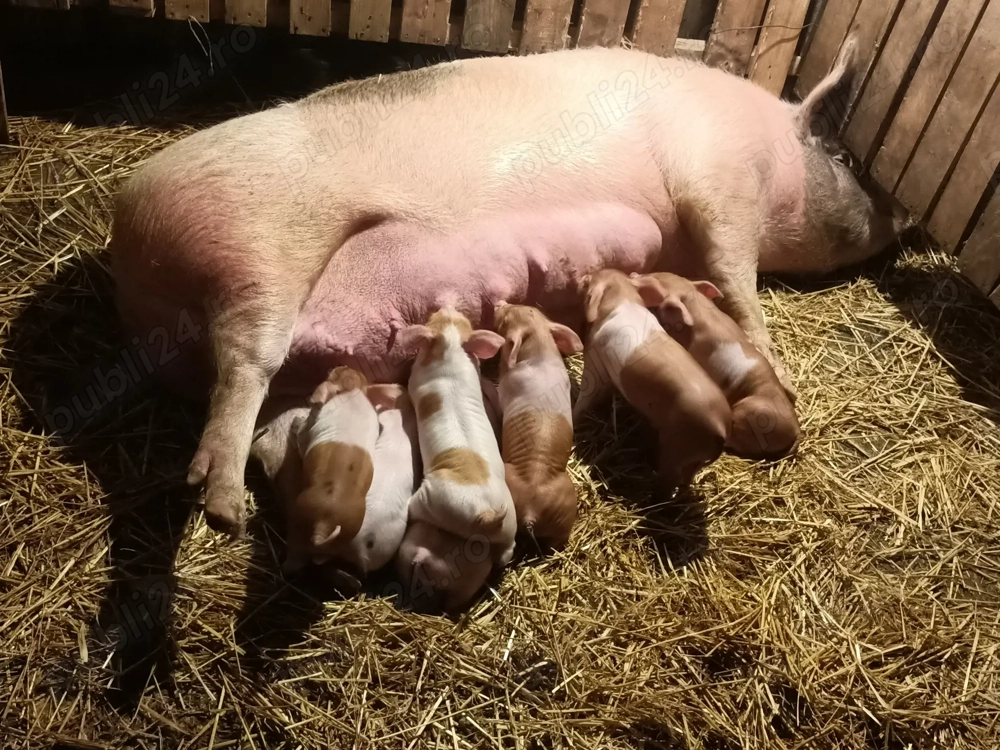 Purcei pentru gospodărie,duroc marele alb 