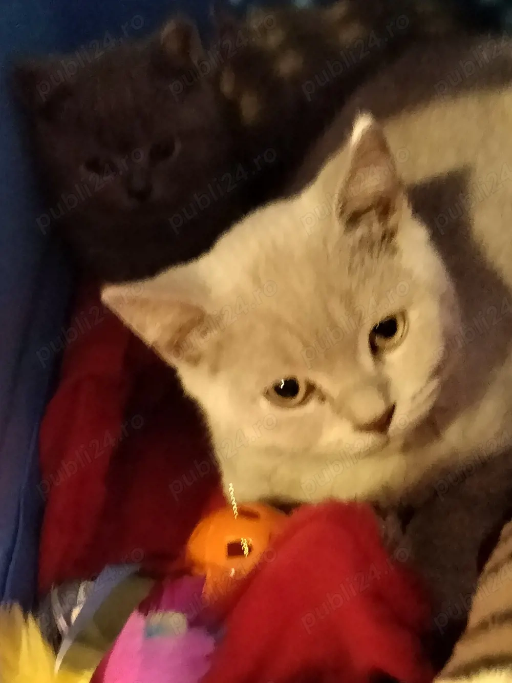 Puiuți British Shorthair Lilac 