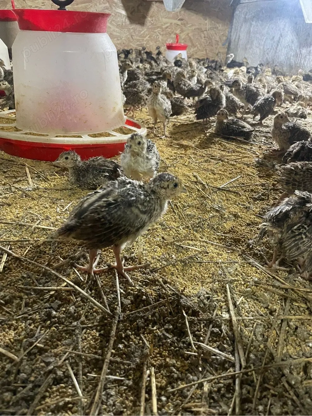 pui de fazan comun si tenebros la 3 sapt