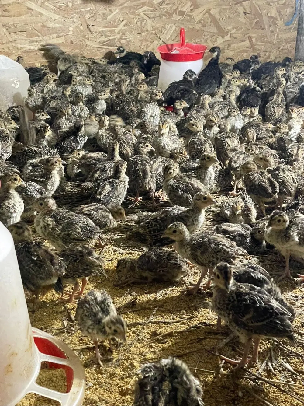 pui de fazani comuni si tenebros la 3 saptamani