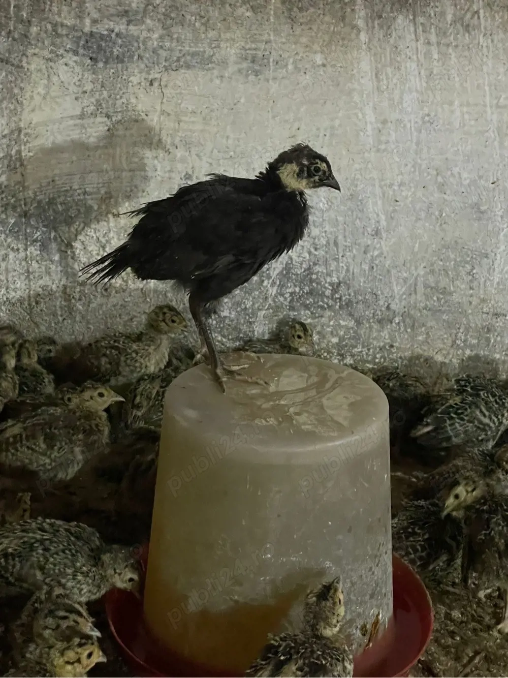 Pui de fazan rasa comun si tenebros varsta de 3 saptamani