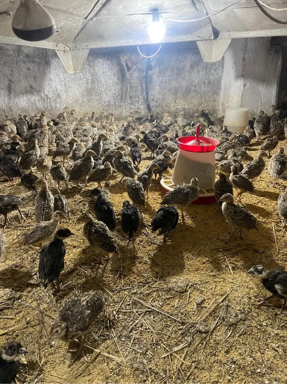 pui de fazan rasa comun si tenebros la 3 sapt