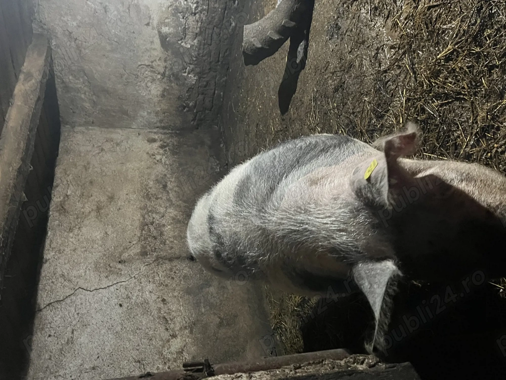 Porc de vânzare 