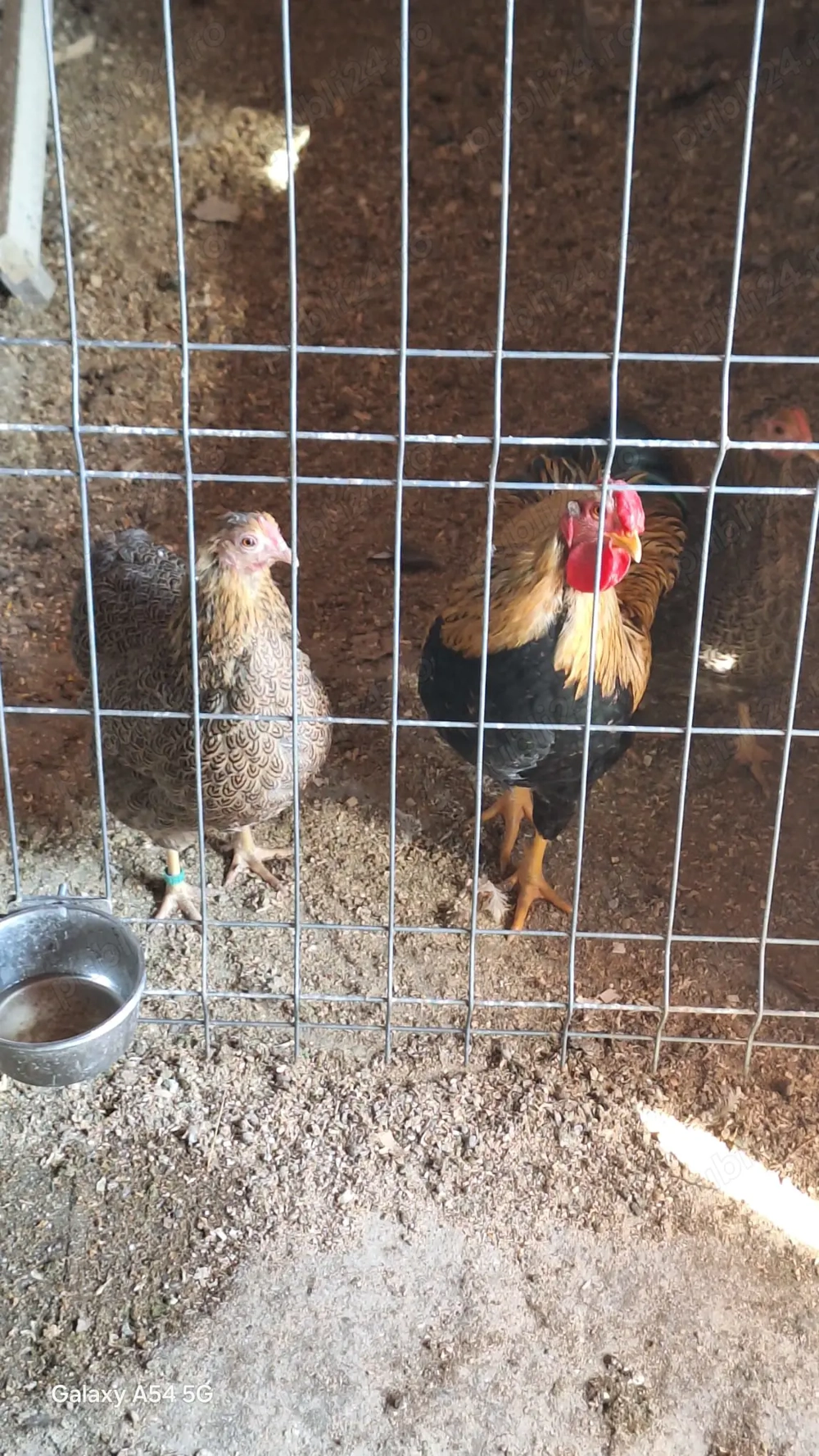  Cocoși și găini,Ouă găini plymouth 