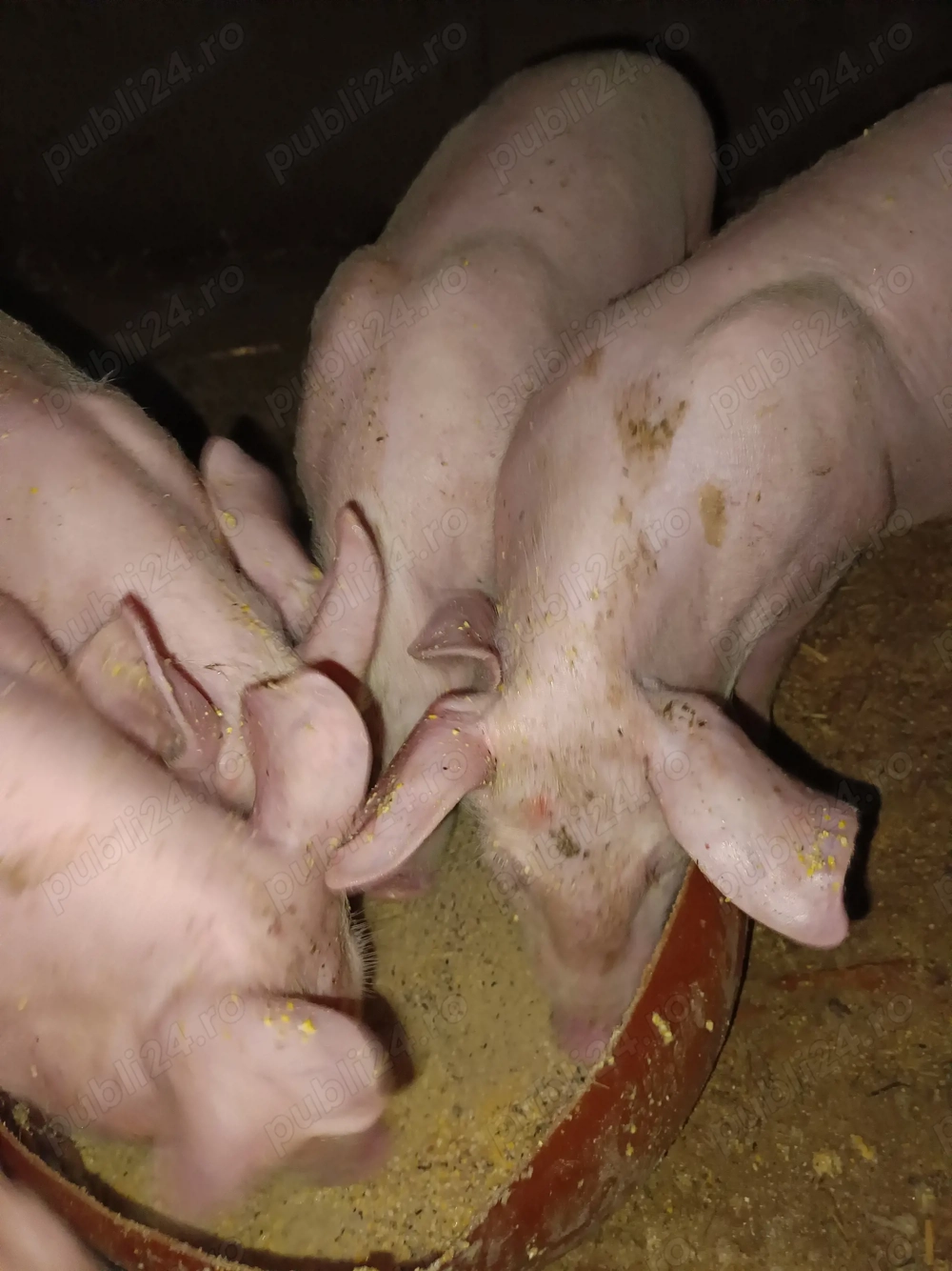 Vând 6.  Purcei au 7 săptămâni.