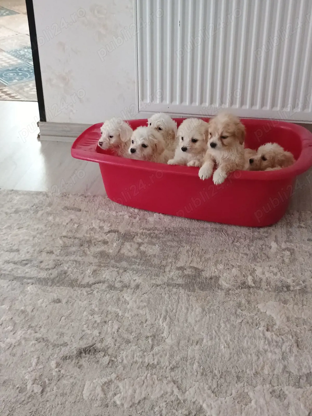 Vand Bichoni Maltezi