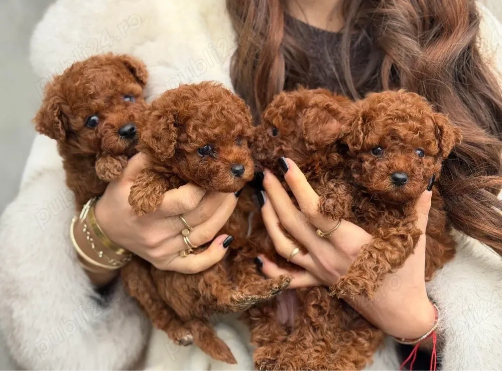 Toy Poodle Red ( Pudel miniatura ) Sub 2 kg ca si adult