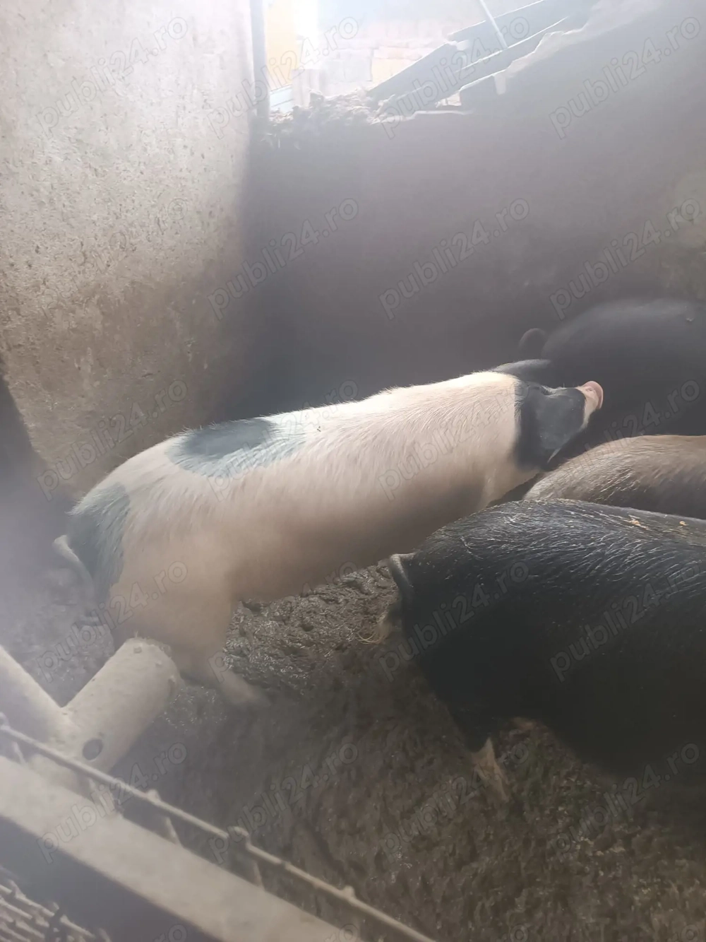 Vând porci de la 40-70 kg