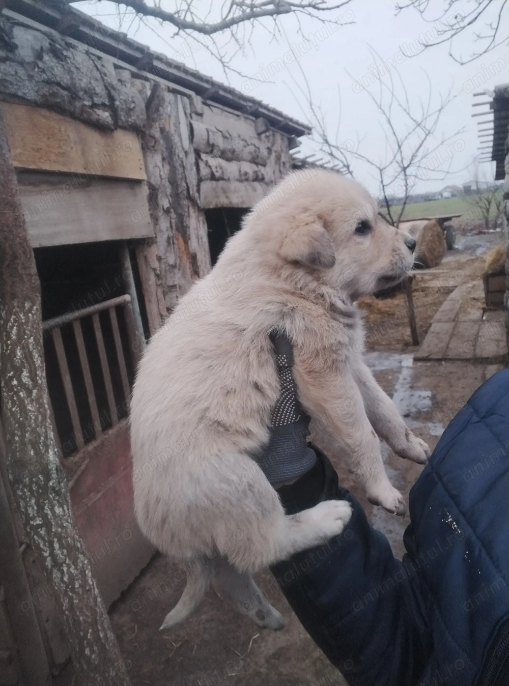 Căței mers cangal cu ciobănesc 