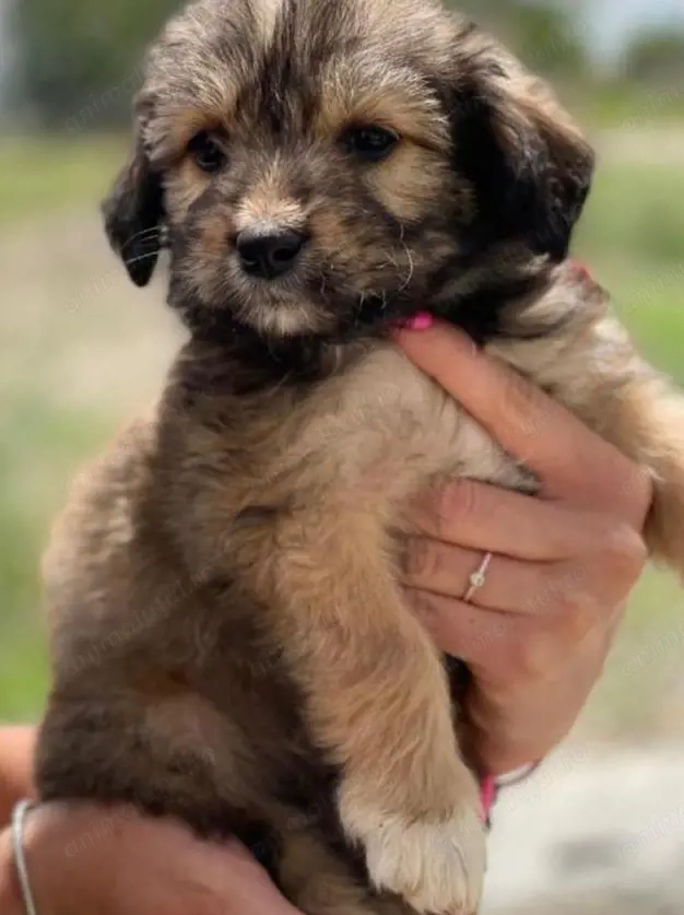 Bichon havanez 500 lei