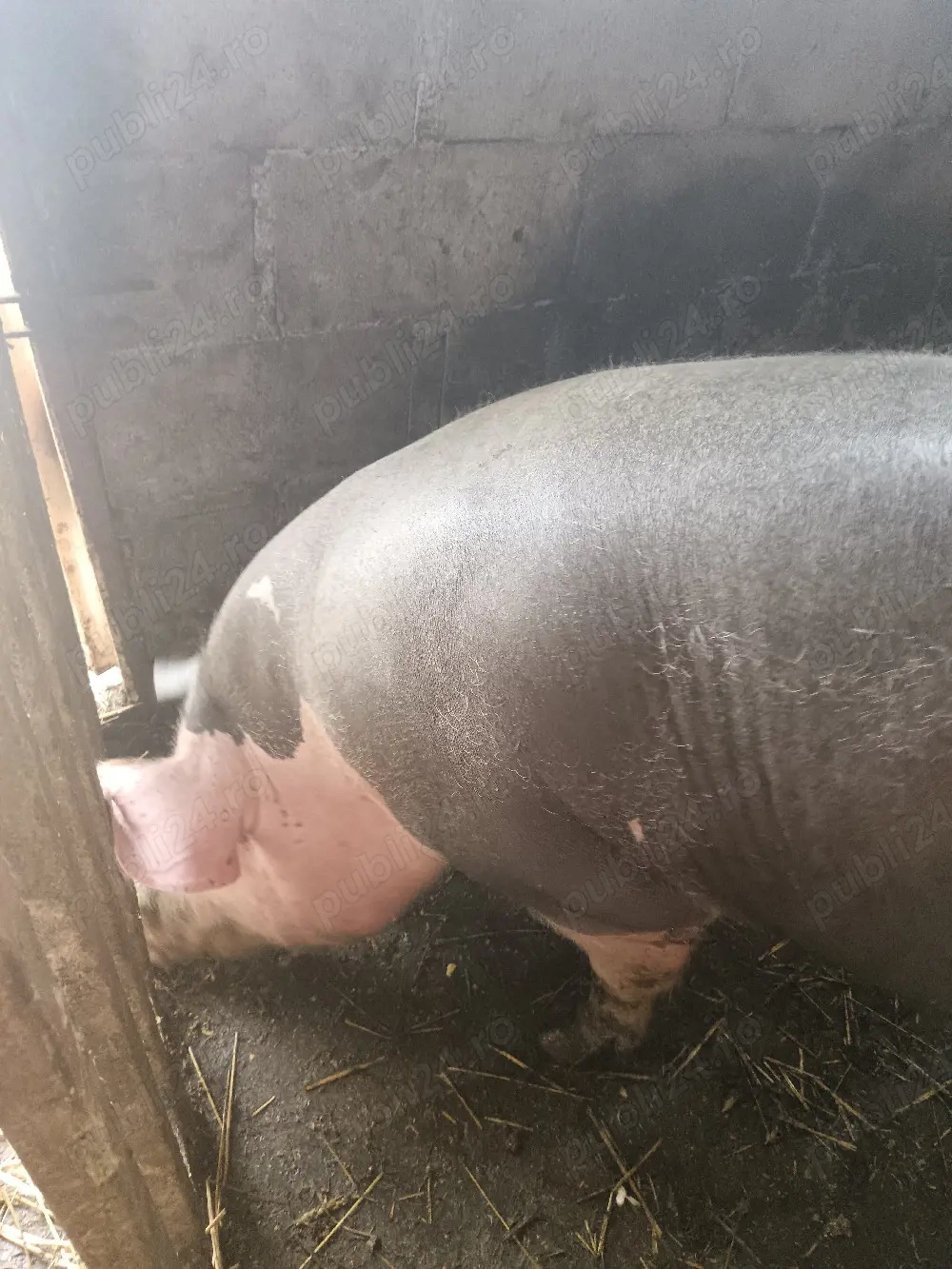 Vand porc (vier) rasa Pietran . 
