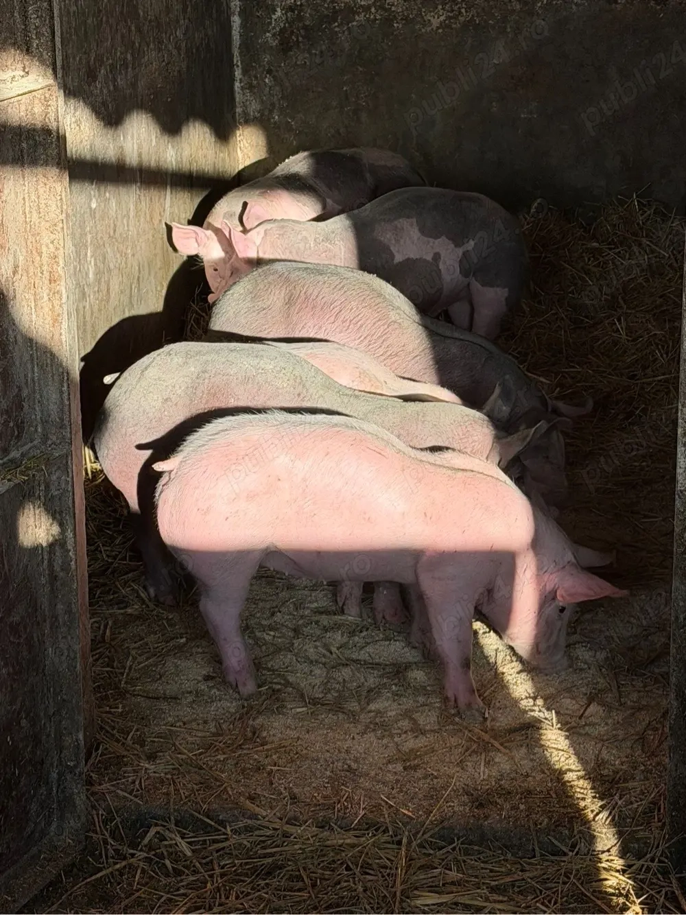 vand vierusi si scrofite pietrain