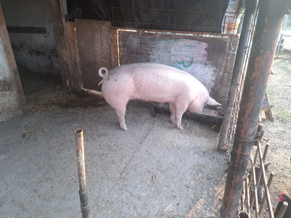 Dau scrofita tanara!