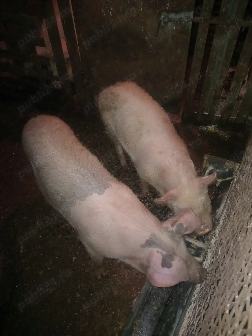 vând 2 scrofițe de 40-45kg