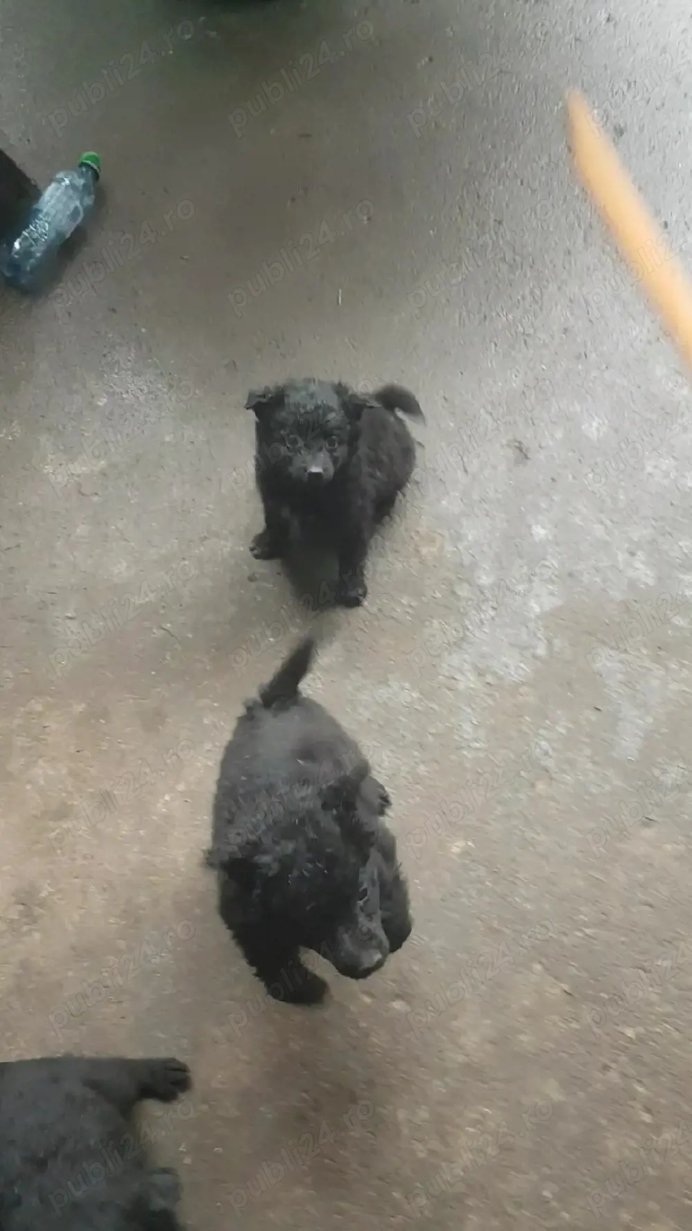 Vând un cățel de întors oi mudi şi o femeluță ciobănesc de Asia centrală 