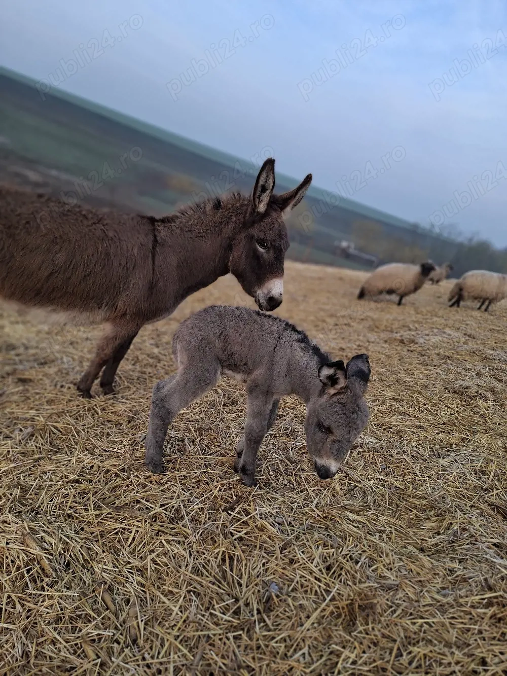 vand Magarita  fatata 2 zile