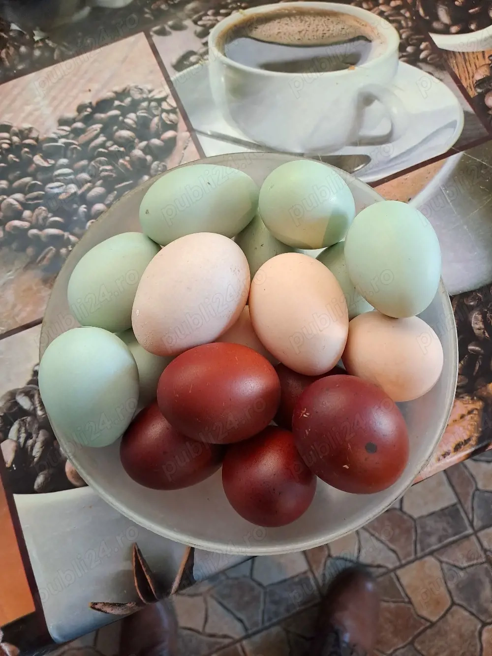 Ouă de incubat Australorp, Marans, Araucana si Brahma 