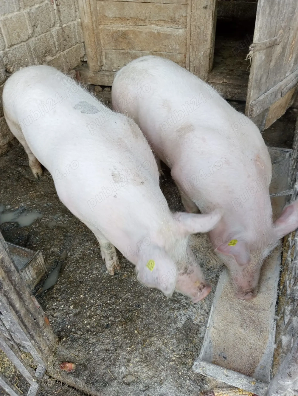 Vînd porci 120 -130 kg la prețul de 15 lei kg