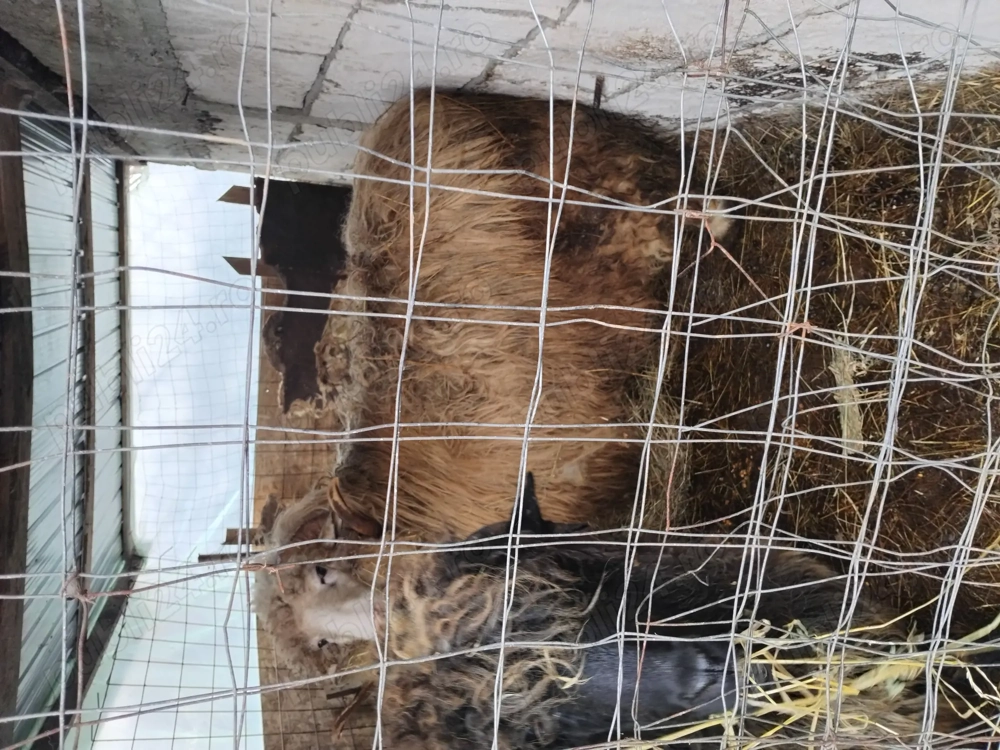 Vând berbec rasa turcan