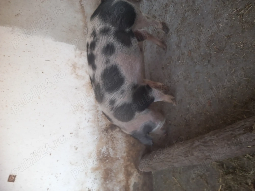 Vând porc de carne 17 kg aproximativ 120kg !