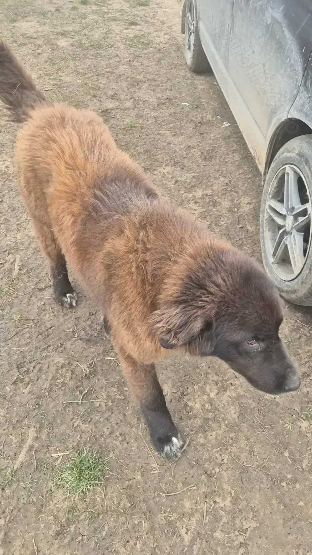 Ciobănesc românesc corb