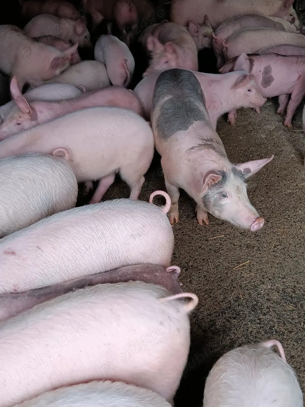 Purcei De Vânzare 15-35 kg 