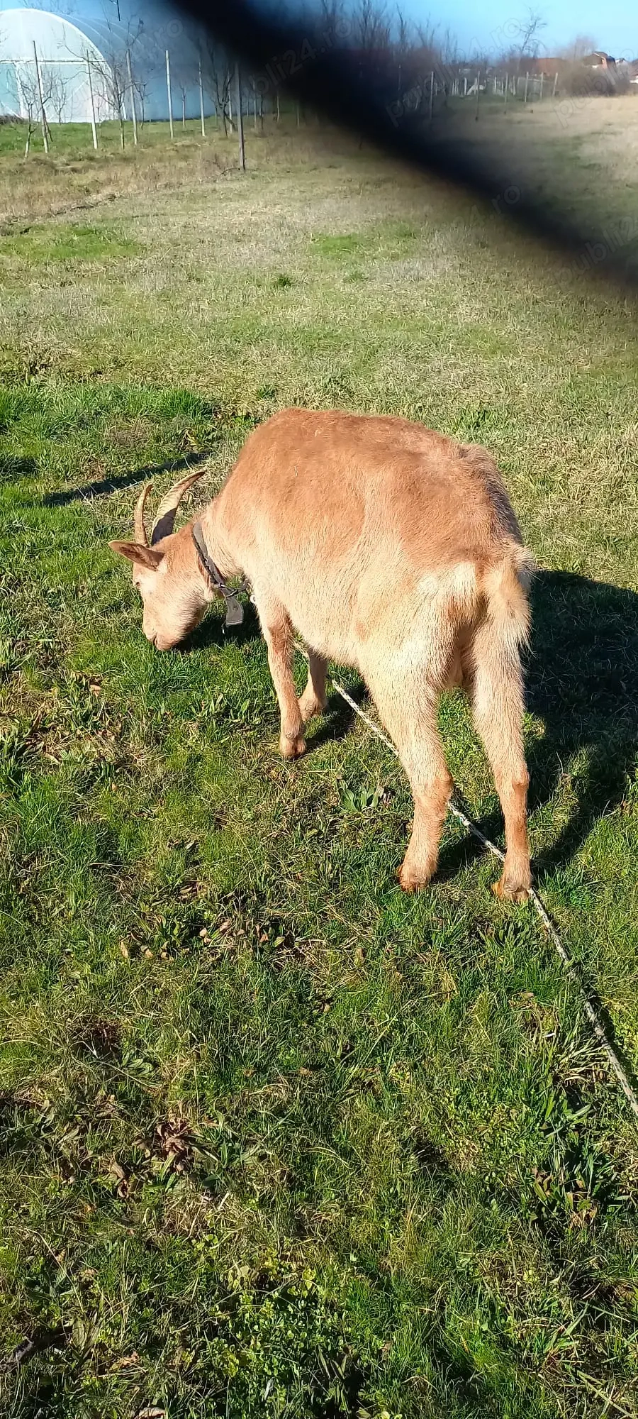 Vand capra alpina - saanen 