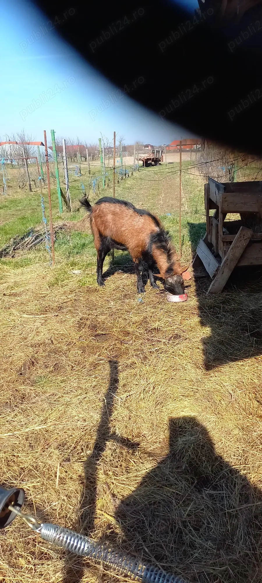 Vand tap alpin francez