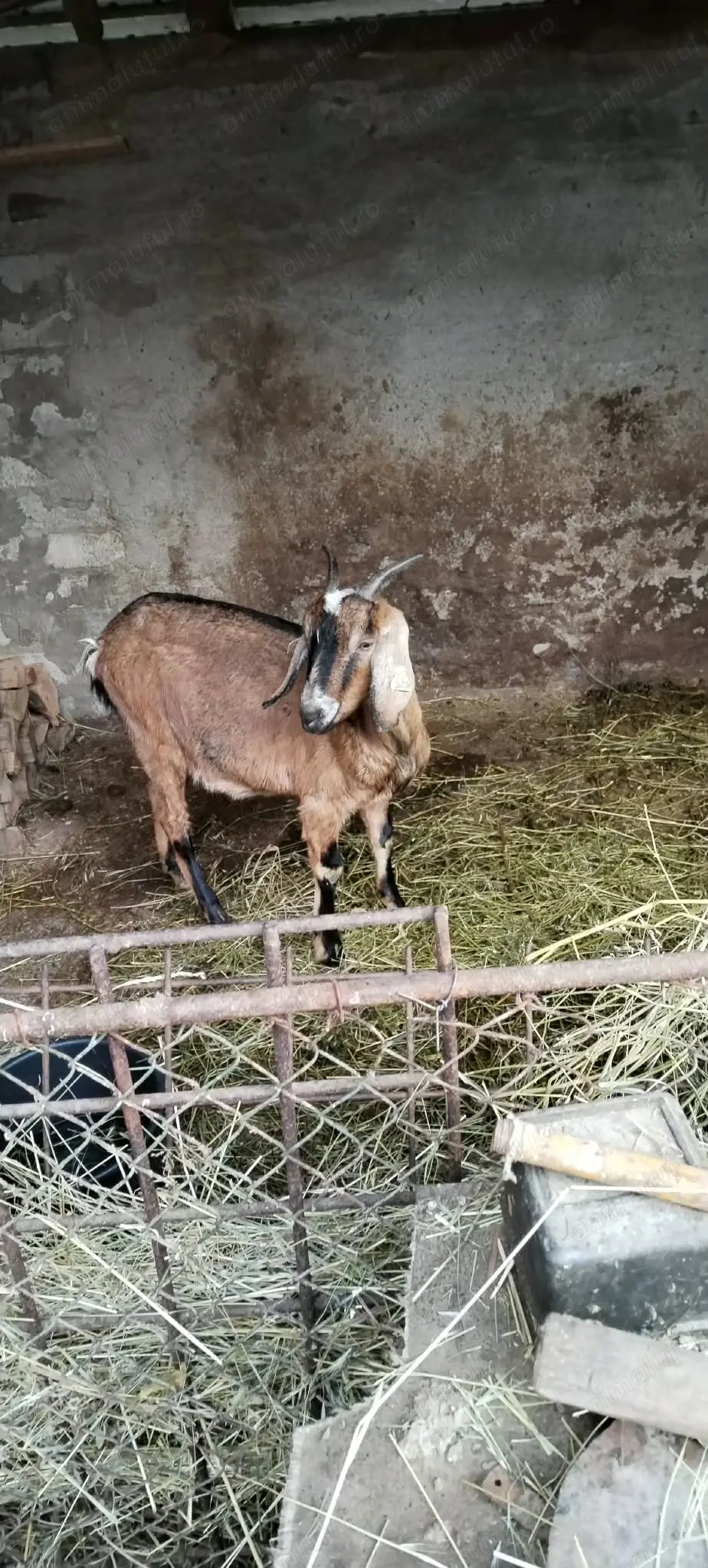 Vind o caprita cu ied de doua saptamini