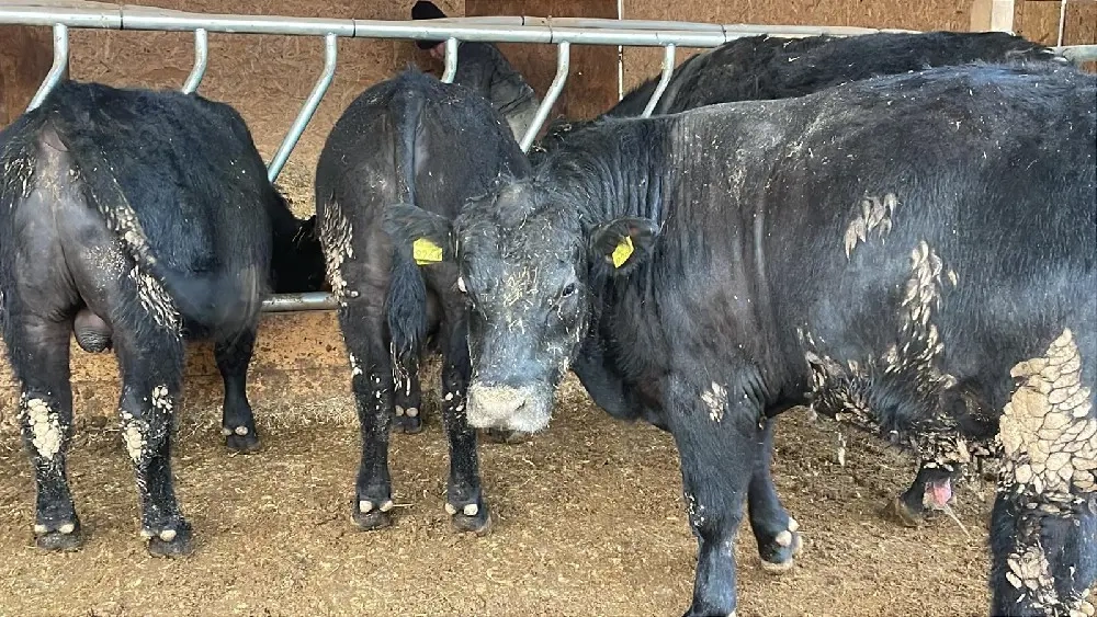 Vând tauri genetica deosebita 