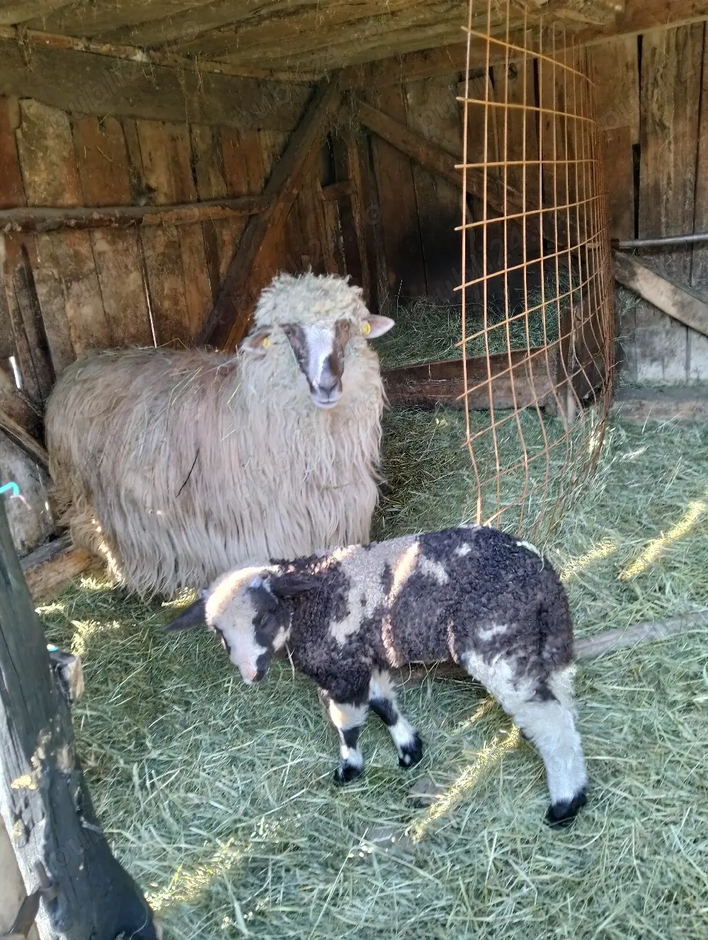 vand oaie breaza cu miel